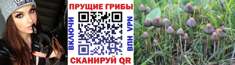 Псилоцибиновые грибы мухоморы  Купить  Адыгейск 